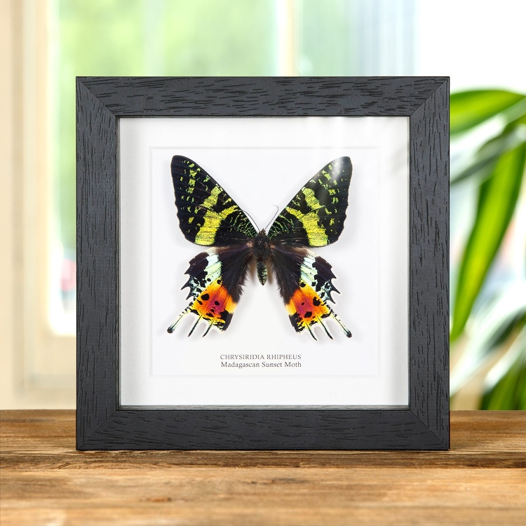 Madagascan Sunset Moth In Box Frame (Chrysiridia rhipheus)