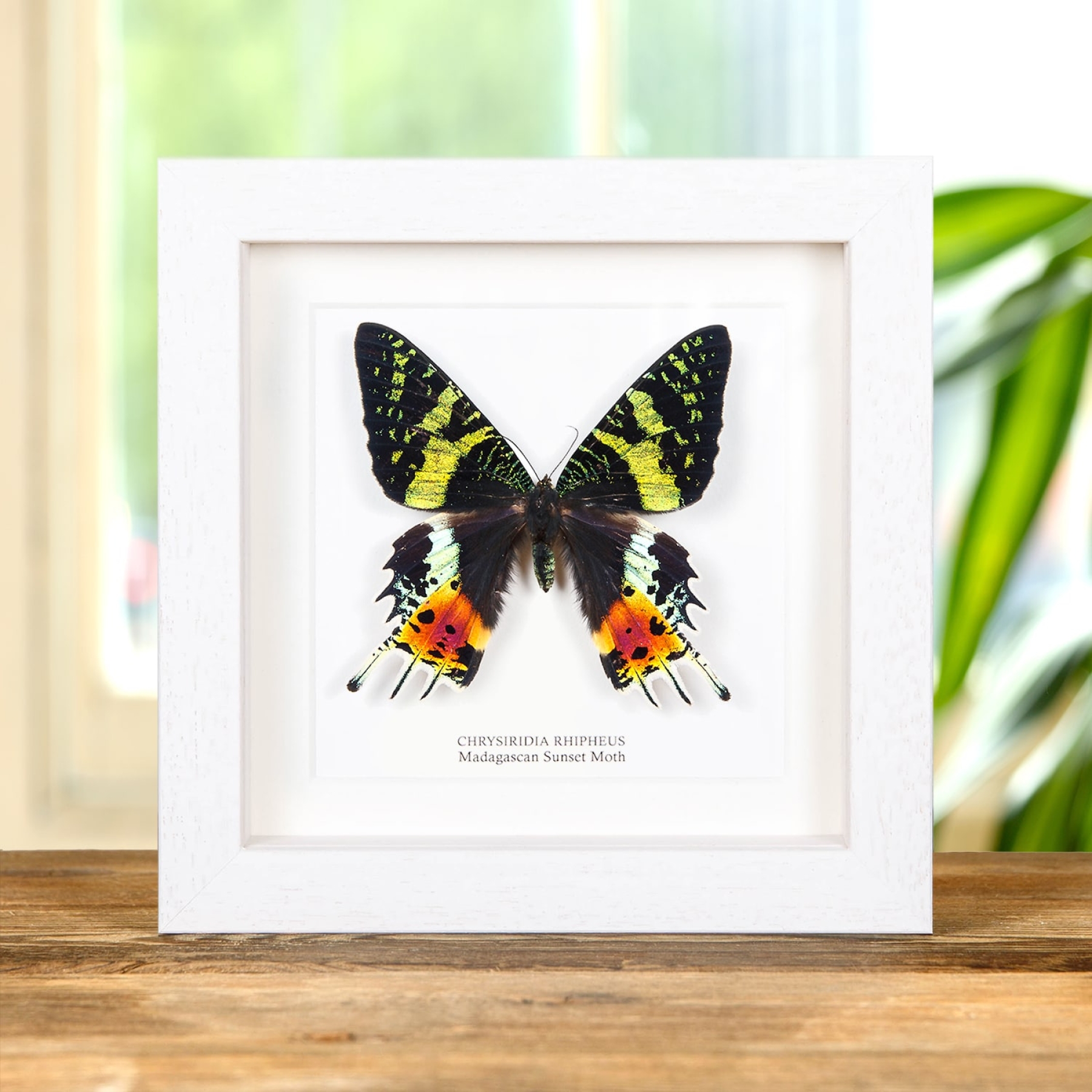 Madagascan Sunset Moth In Box Frame (Chrysiridia rhipheus)
