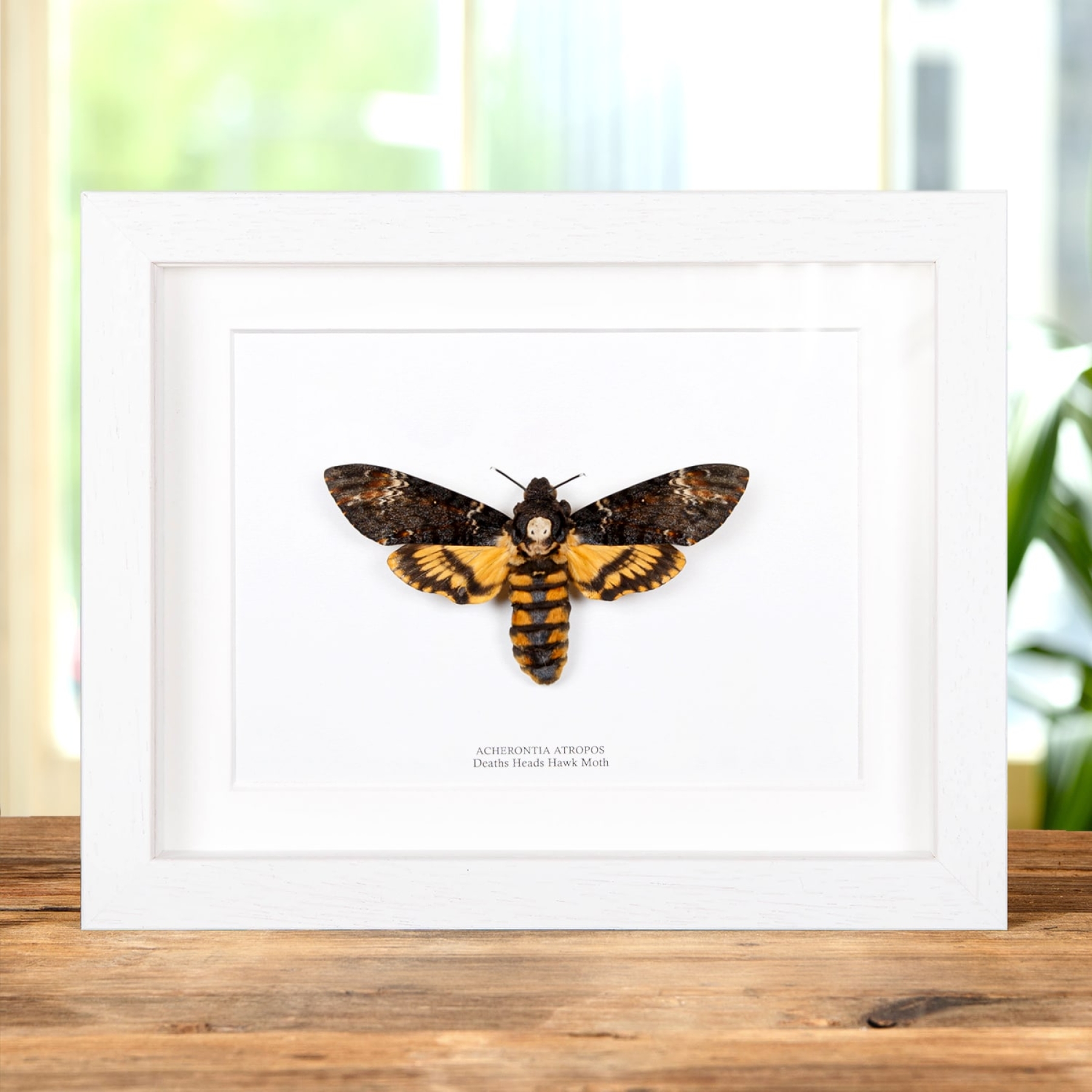 Minibeast XL Death's Head Moth In Box Frame (Acherontia atropos)