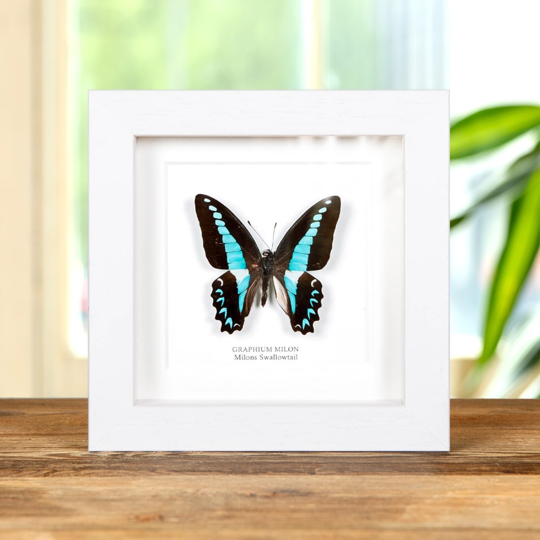 Minibeast Milon's Swallowtail Butterfly In Box Frame (Graphium milon)