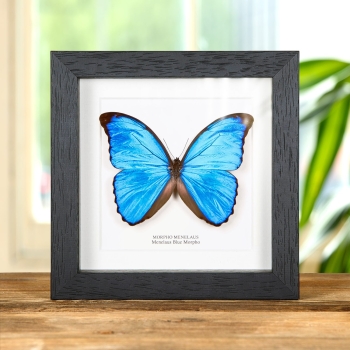 Menelaus Blue Morpho Butterfly In Box Frame (Morpho menelaus)