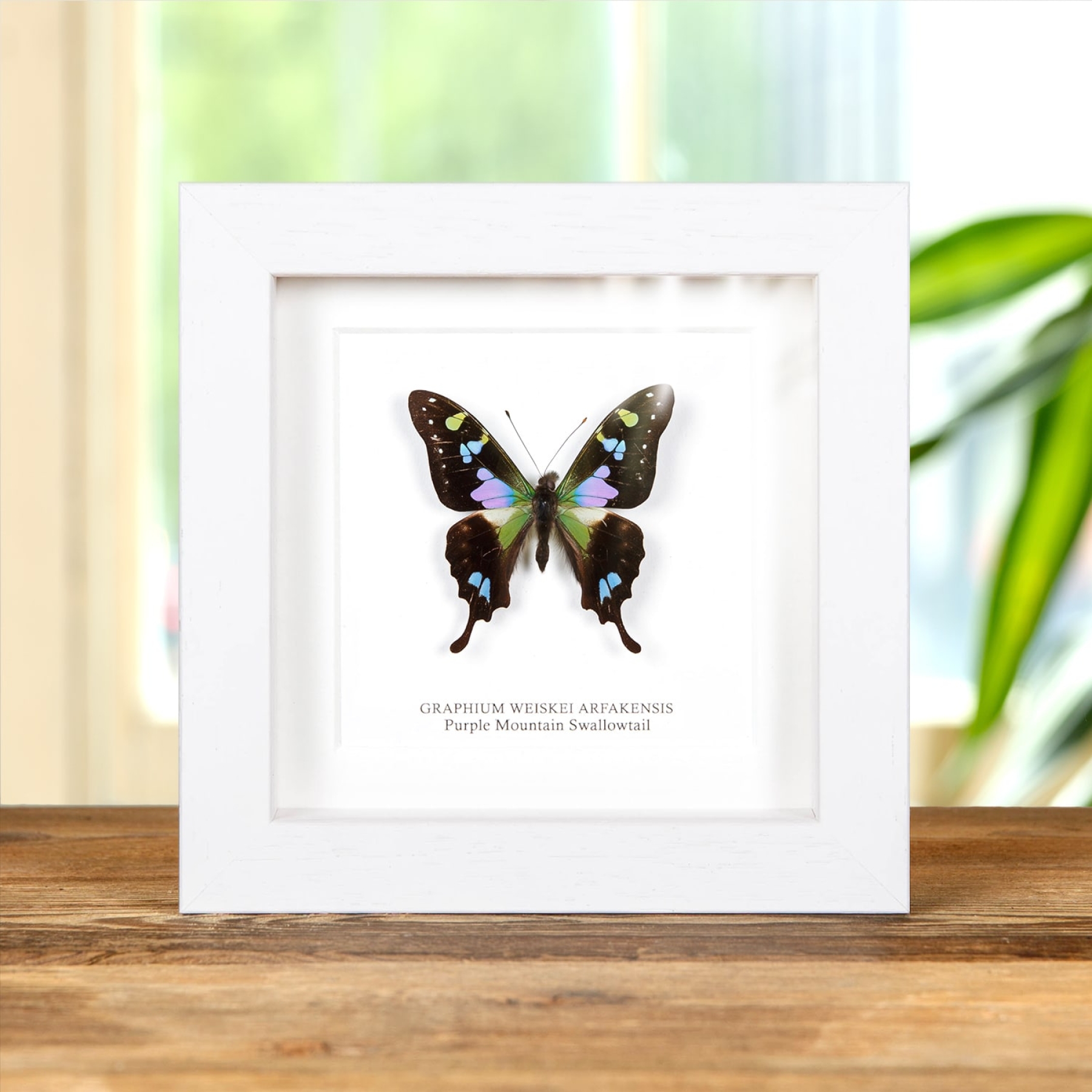 Minibeast Purple Mountain Swallowtail In Box Frame (Graphium weiskei arfakensis)