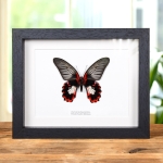 Minibeast Scarlet Mormon White Form In Box Frame (Papilio rumanzovia)