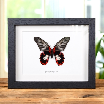Scarlet Mormon White Form In Box Frame (Papilio rumanzovia)