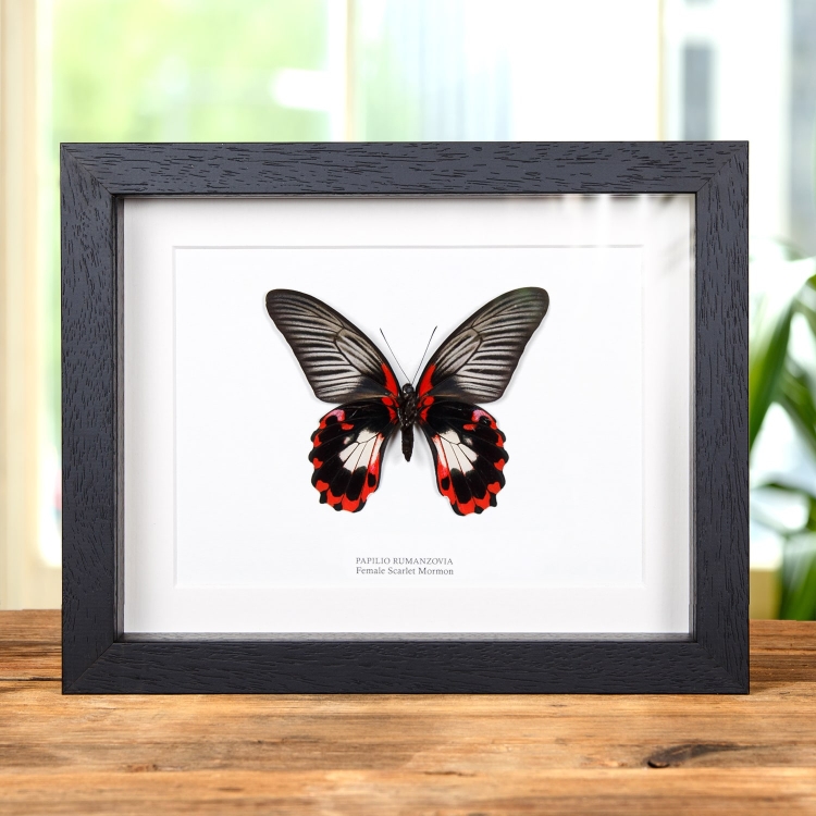 Scarlet Mormon White Form In Box Frame (Papilio rumanzovia)