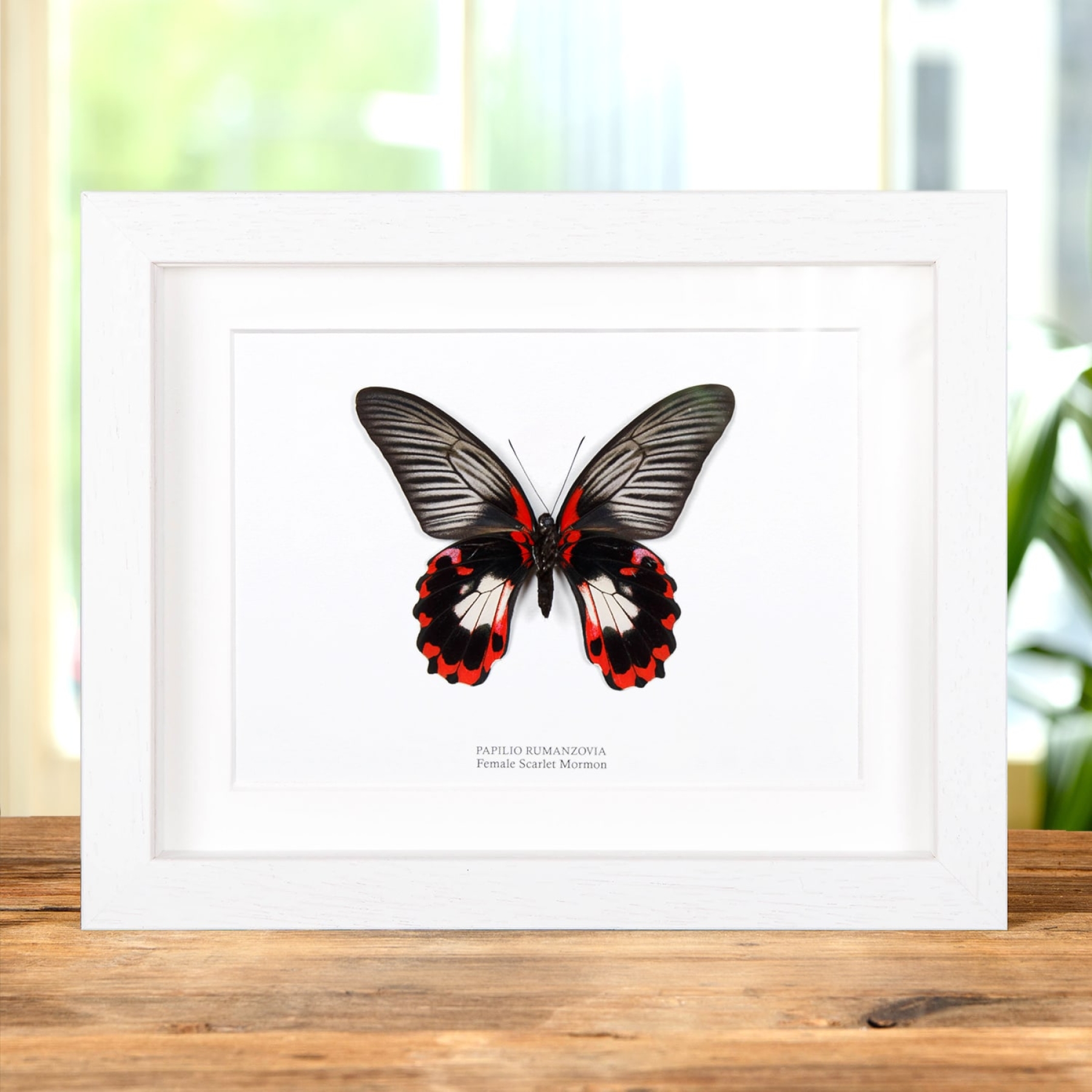 Scarlet Mormon White Form In Box Frame (Papilio rumanzovia) Scarlet Mormon White Form In Box Frame (Papilio rumanzovia)