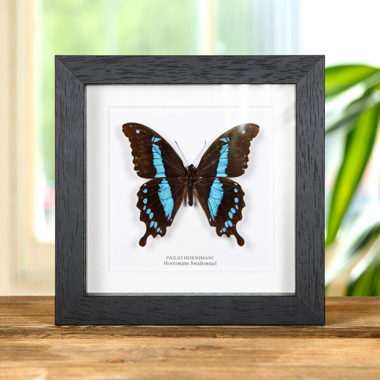 The Blue Peacock Butterfly In Box Frame (Papilio arcturus)