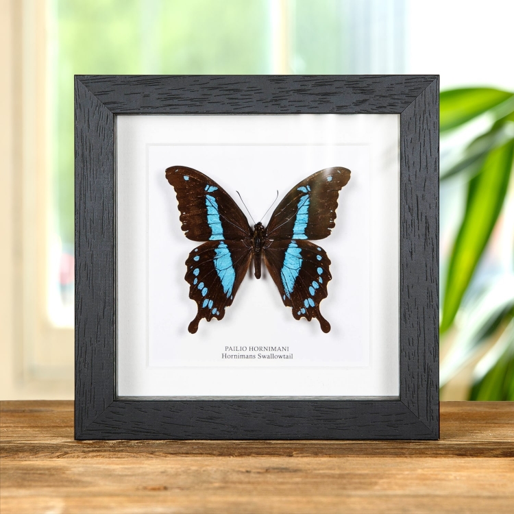 Horniman's Swallowtail Butterfly In Box Frame (Papilio hornimani) Horniman's Swallowtail Butterfly In Box Frame (Papilio hornimani)