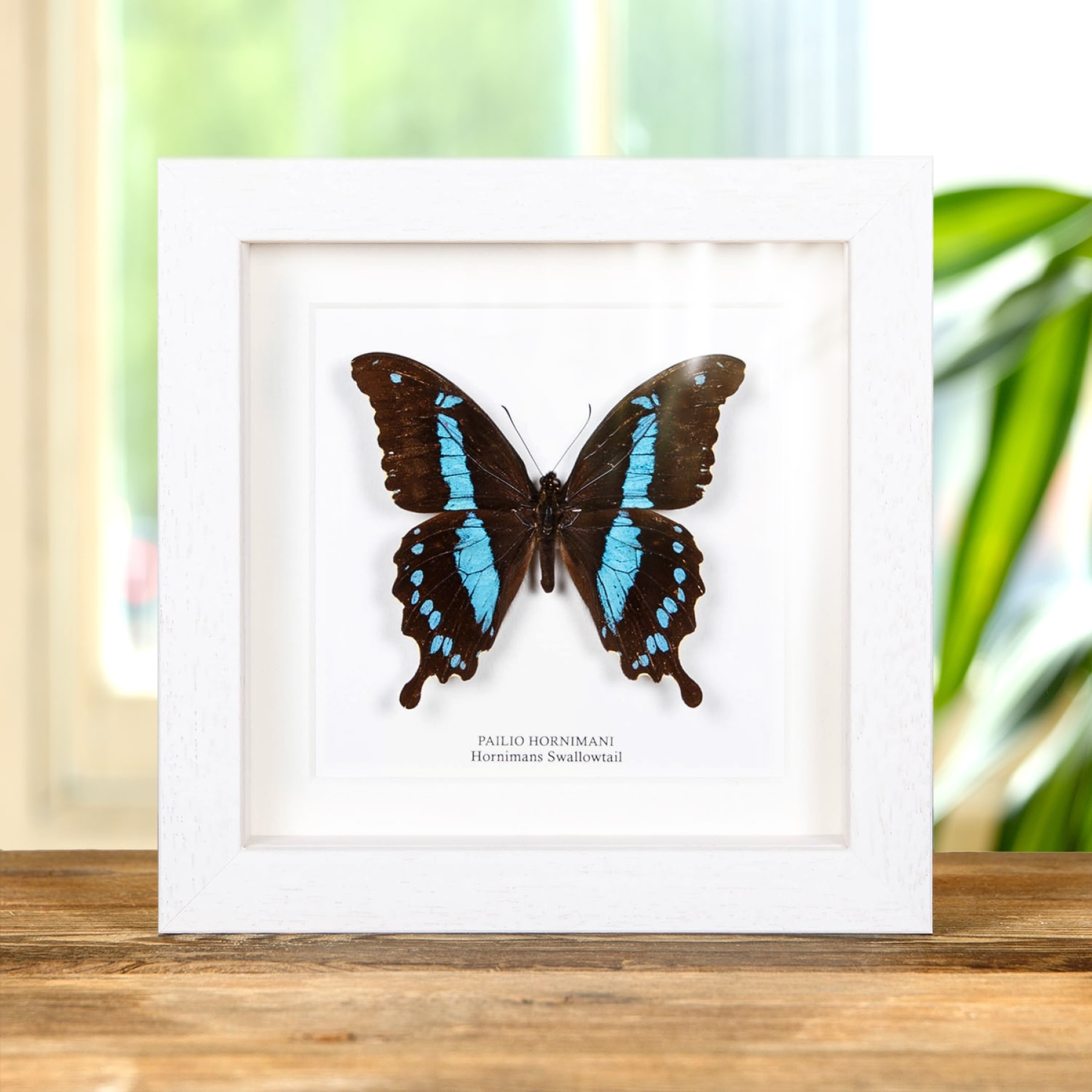 Minibeast Horniman's Swallowtail Butterfly In Box Frame (Papilio hornimani)