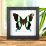 Minibeast The Peacock Butterfly In Box Frame (Papilio blumei)