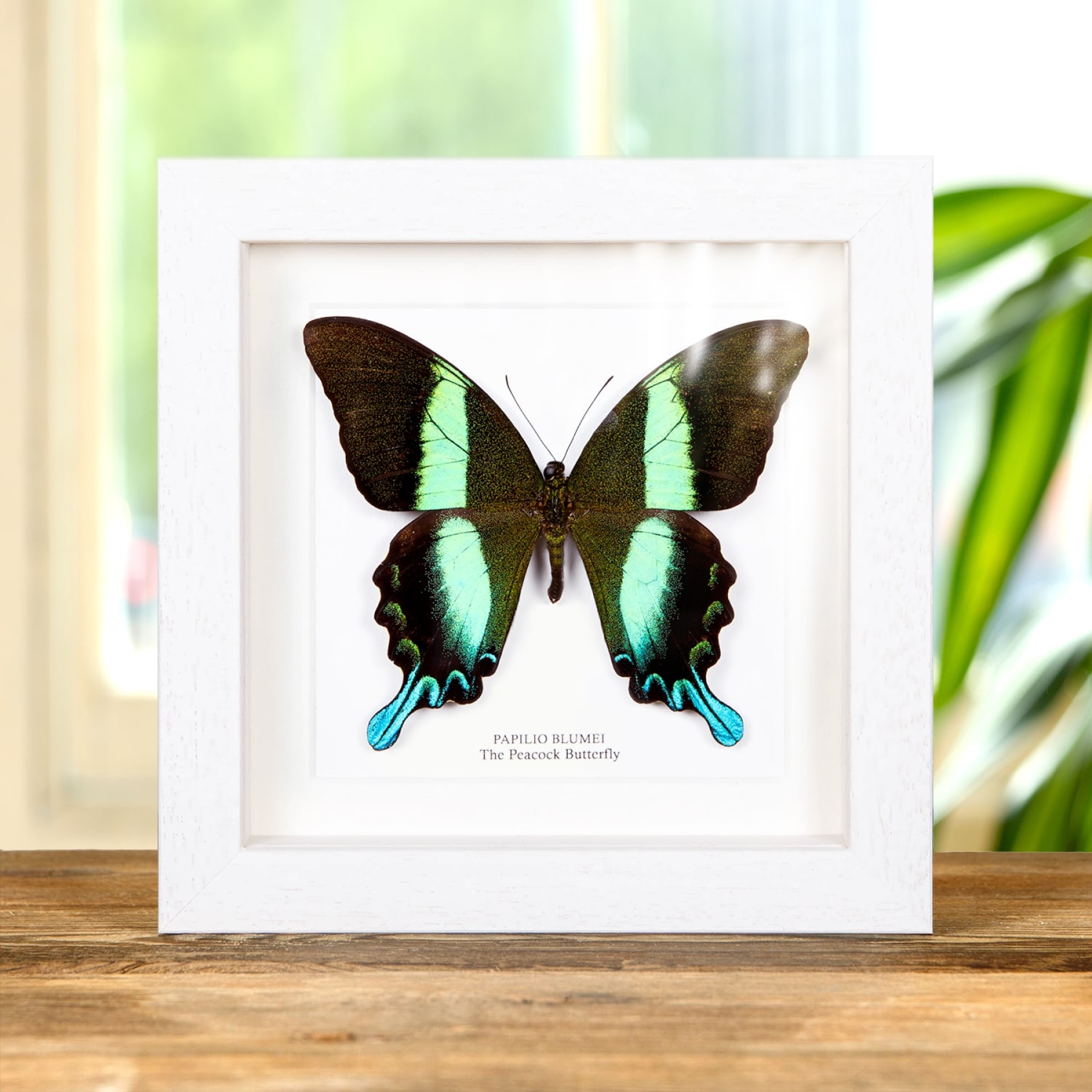The Peacock Butterfly In Box Frame (Papilio blumei) The Peacock Butterfly In Box Frame (Papilio blumei)