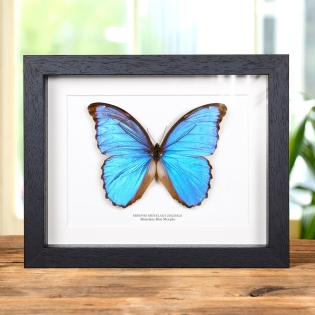 Menelaus Blue Morpho XL Butterfly In Box Frame (Morpho menelaus