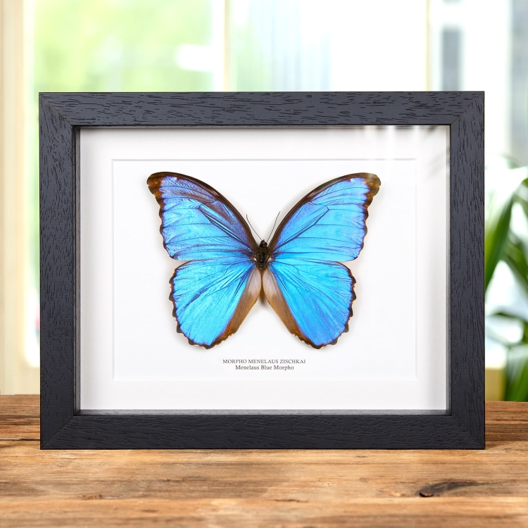 Menelaus Blue Morpho XL Butterfly In Box Frame (Morpho menelaus zischkai)