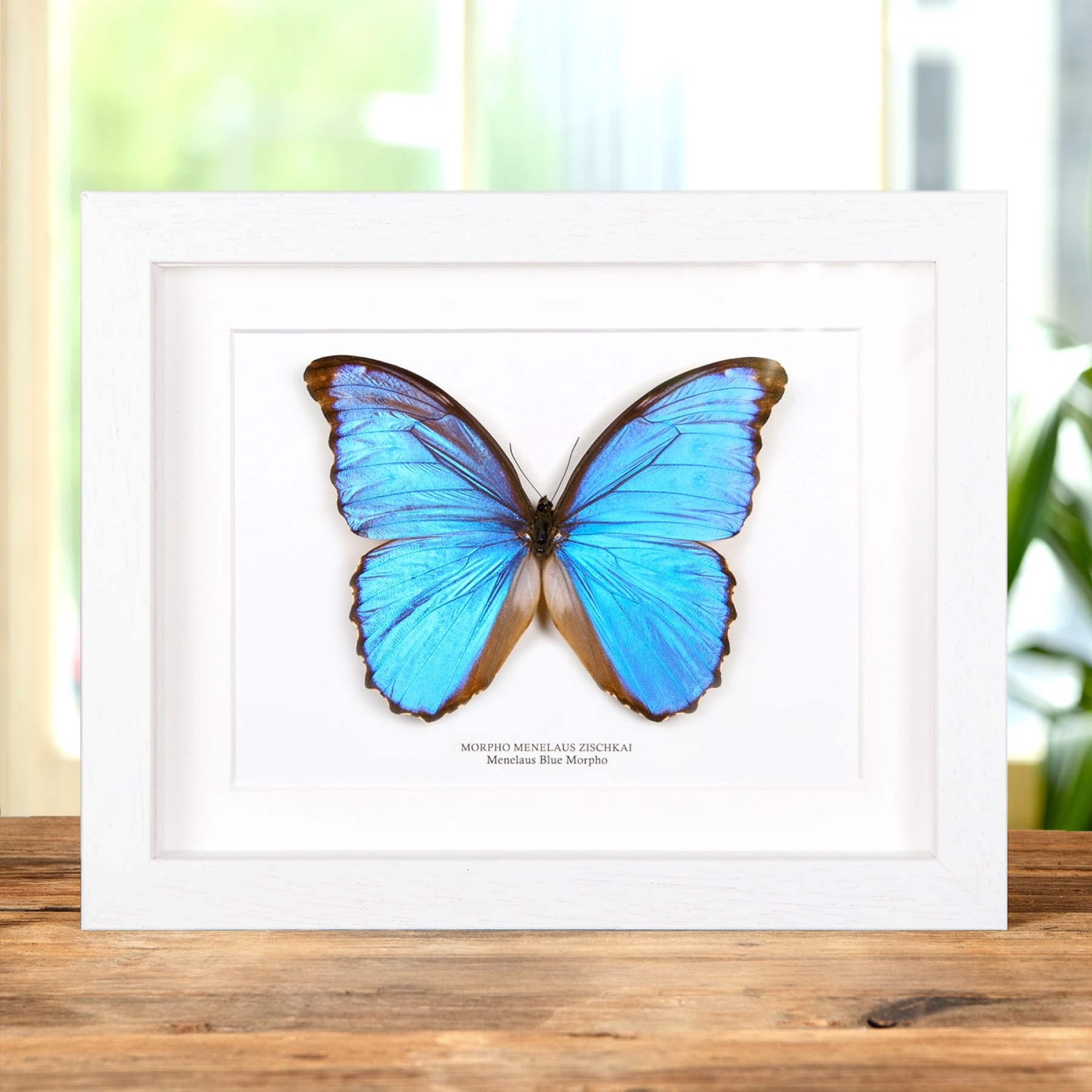 Minibeast Menelaus Blue Morpho XL Butterfly In Box Frame (Morpho menelaus zischkai)