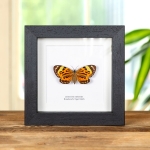 Minibeast Boisduval's Tiger Moth In Box Frame (Chetone histrio)