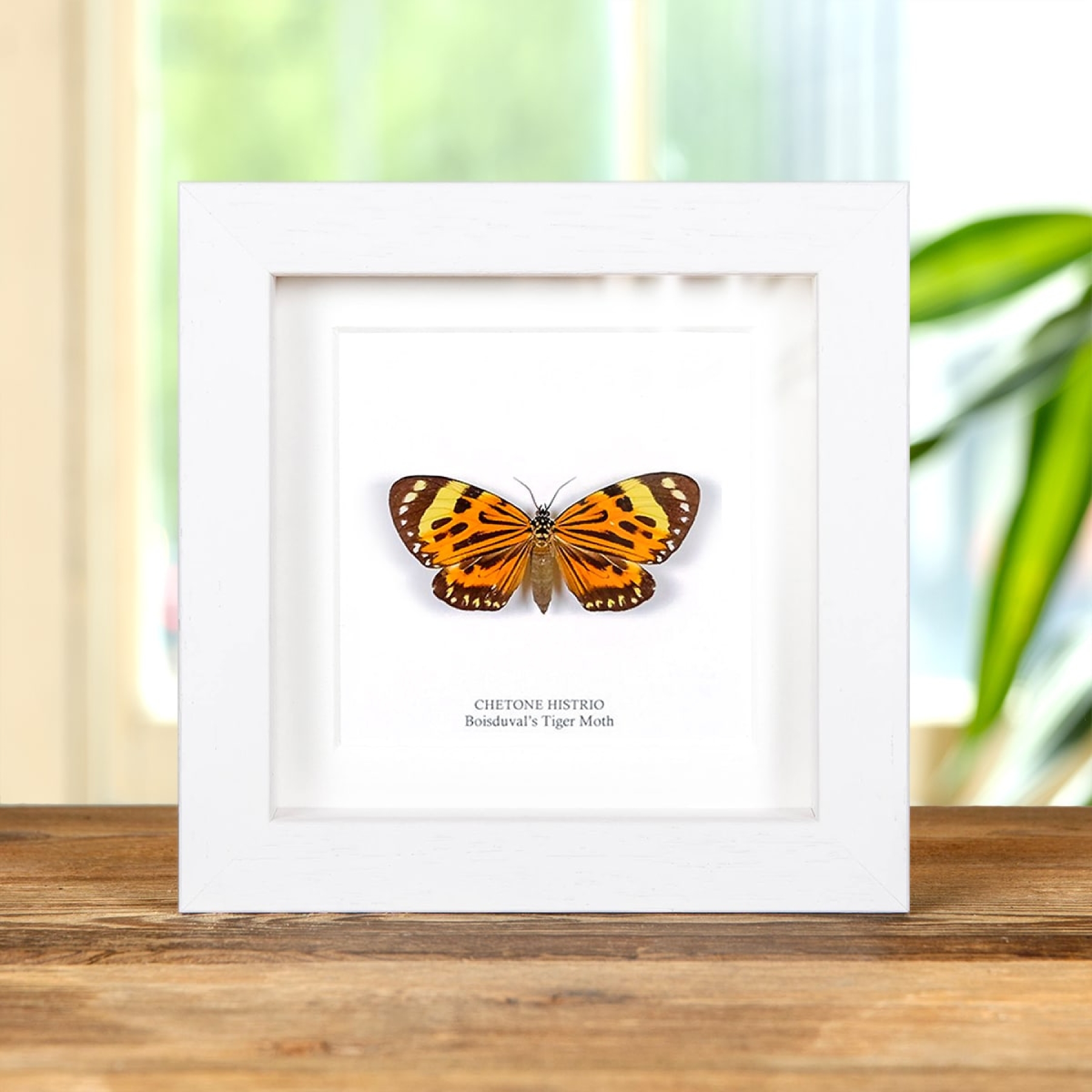 Boisduval's Tiger Moth In Box Frame (Chetone histrio)