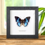 Minibeast Western Blue Charaxes Butterfly In Box Frame (Charaxes smaragdalis)