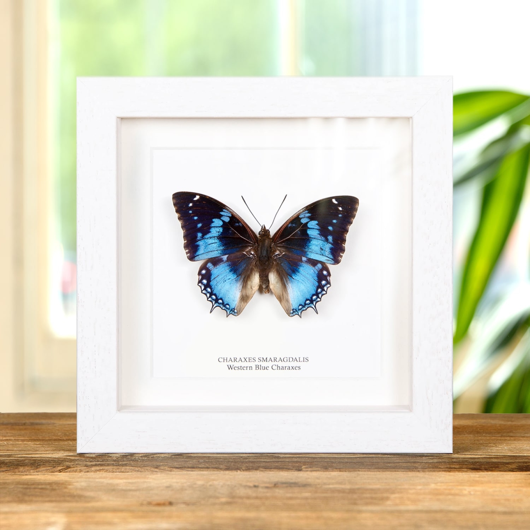 Western Blue Charaxes Butterfly In Box Frame (Charaxes smaragdalis)