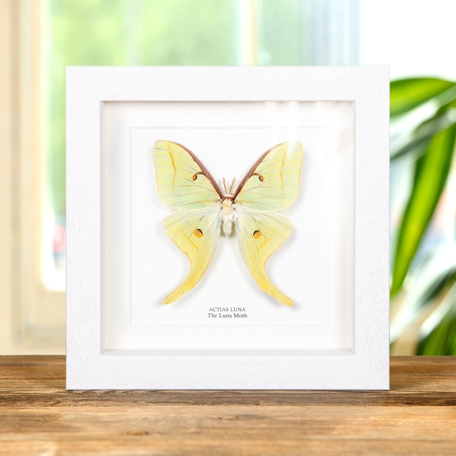 The Luna Moth In Box Frame (Actias luna)