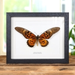 Minibeast Giant African Swallowtail Butterfly In Box Frame (Papilio antimachus)