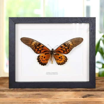 Giant African Swallowtail Butterfly In Box Frame (Papilio antimachus)