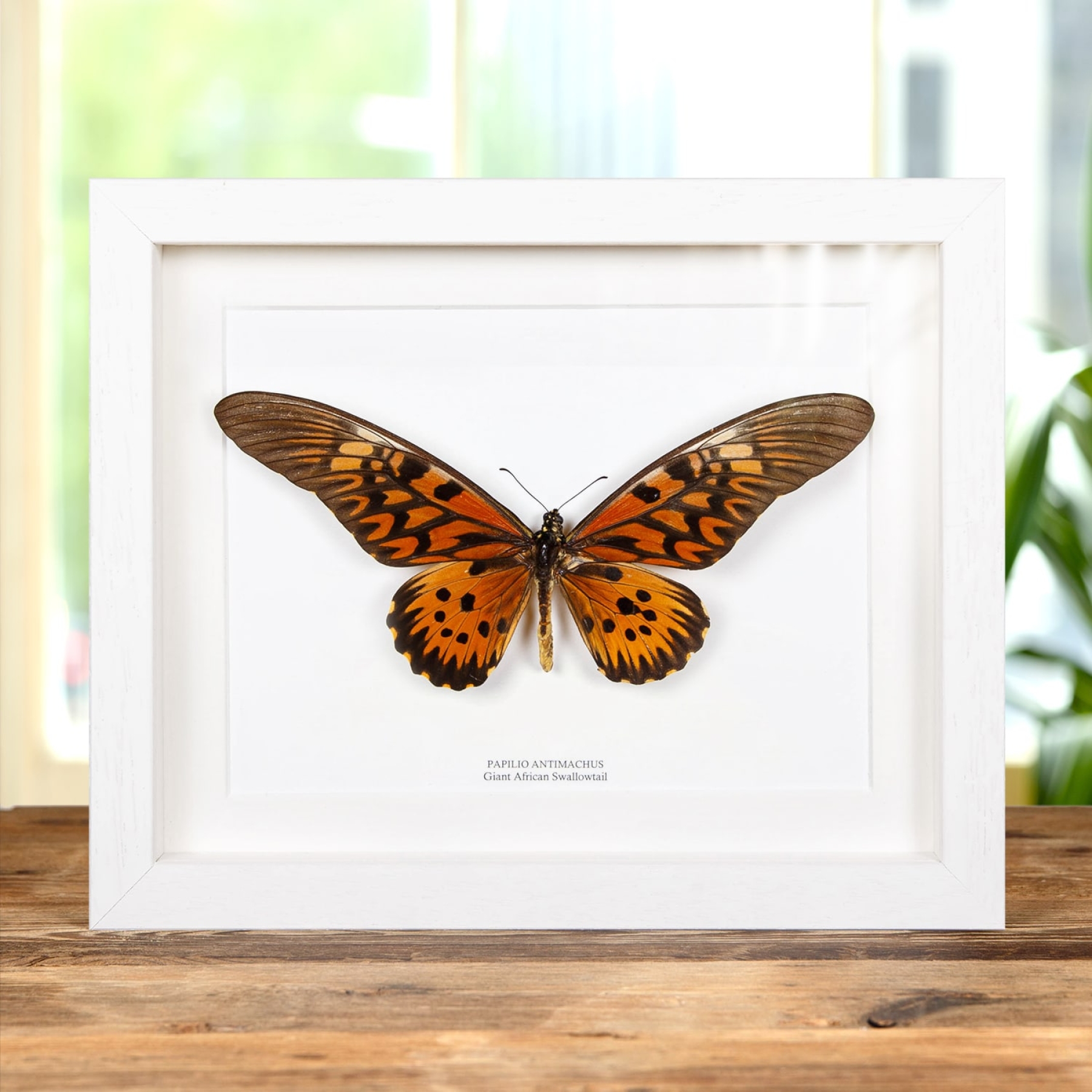 Giant African Swallowtail Butterfly In Box Frame (Papilio antimachus)