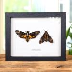 Minibeast Death's Head Hawk Moth Pair In Box Frame (Acherontia atropos)