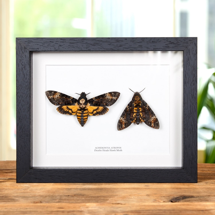 Death's Head Hawk Moth Pair In Box Frame (Acherontia atropos)