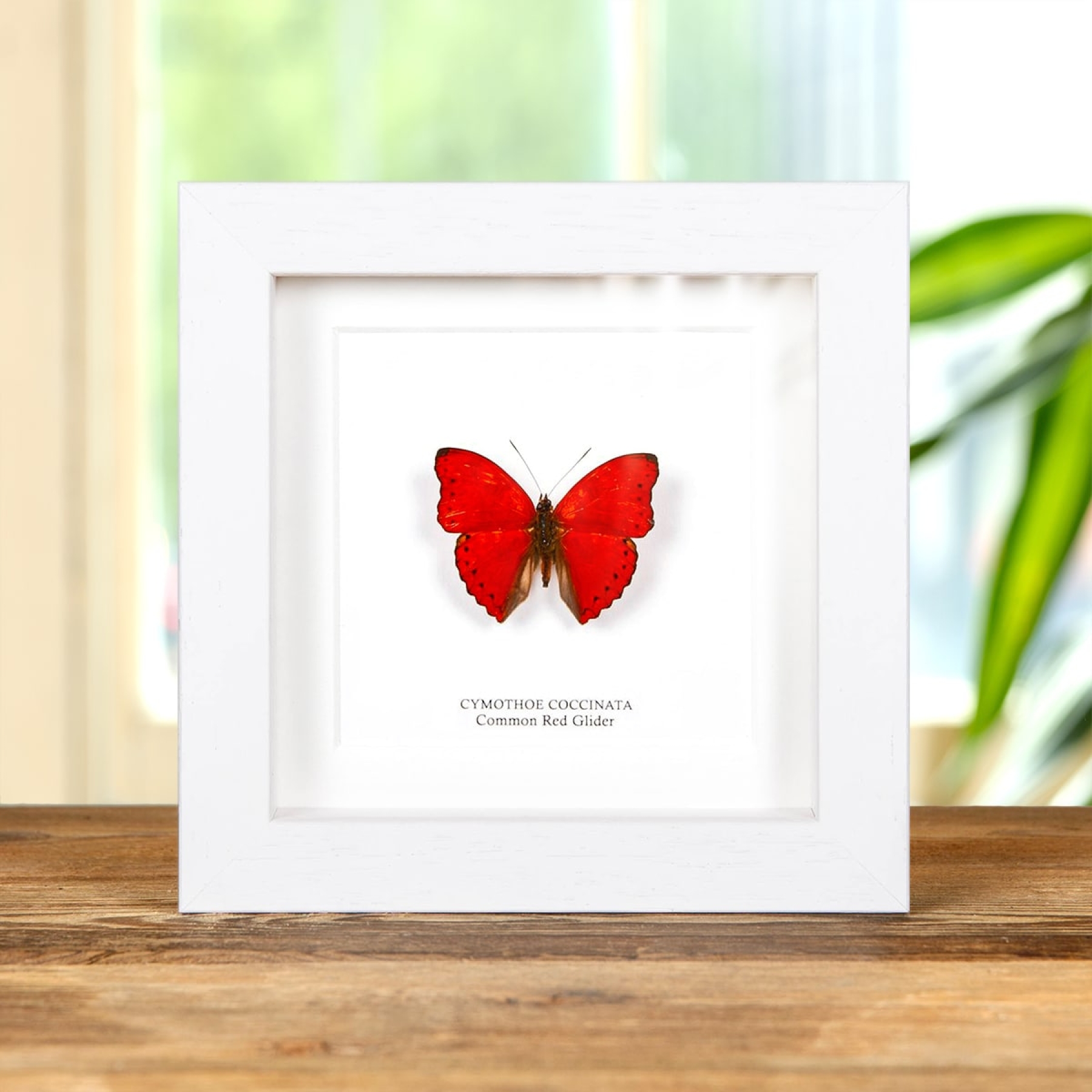 Common Red Glider In Box Frame (Cymothoe coccinata)