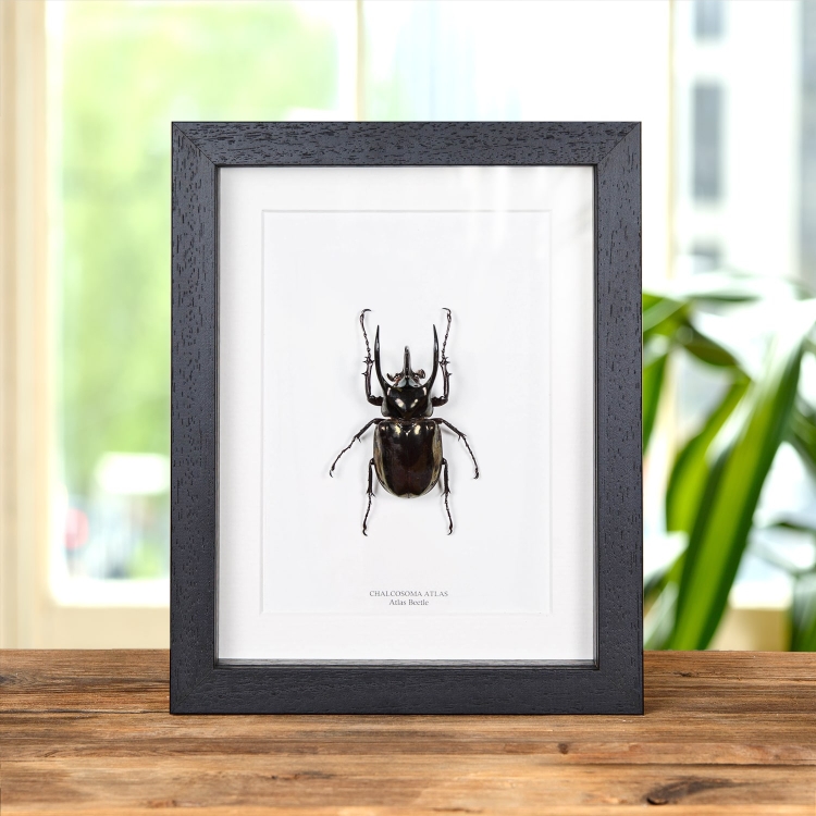 Atlas Beetle In Box Frame (Chalcosoma atlas)
