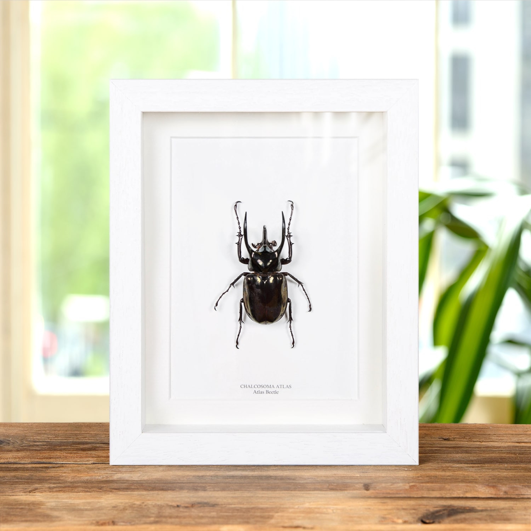 Minibeast Atlas Beetle In Box Frame (Chalcosoma atlas)