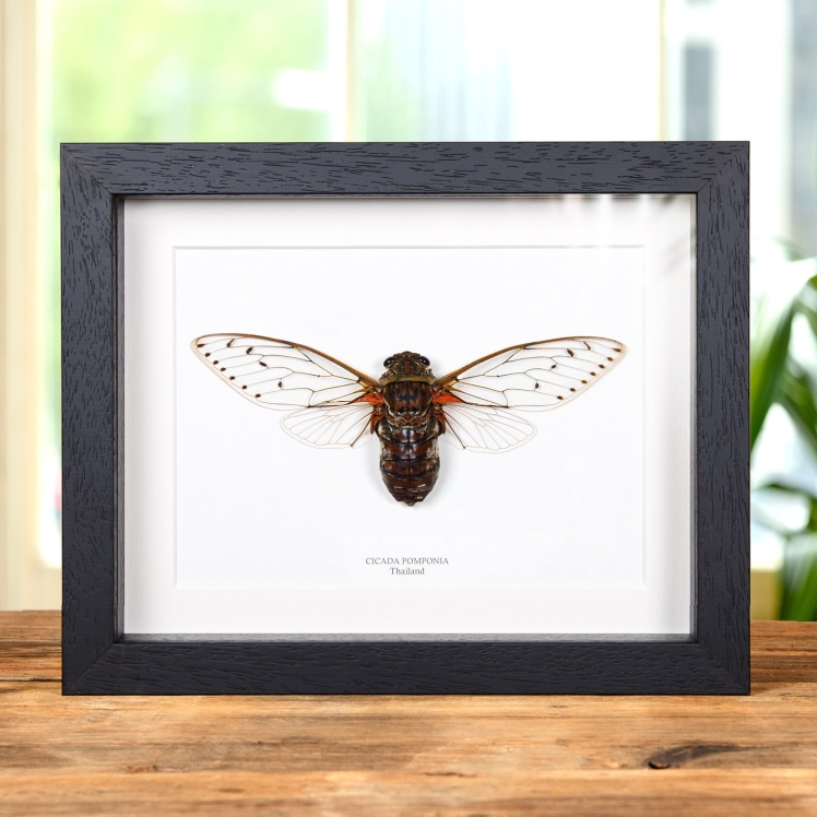 Cicada Pomponia In Box Frame from Thailand Cicada Pomponia In Box Frame from Thailand