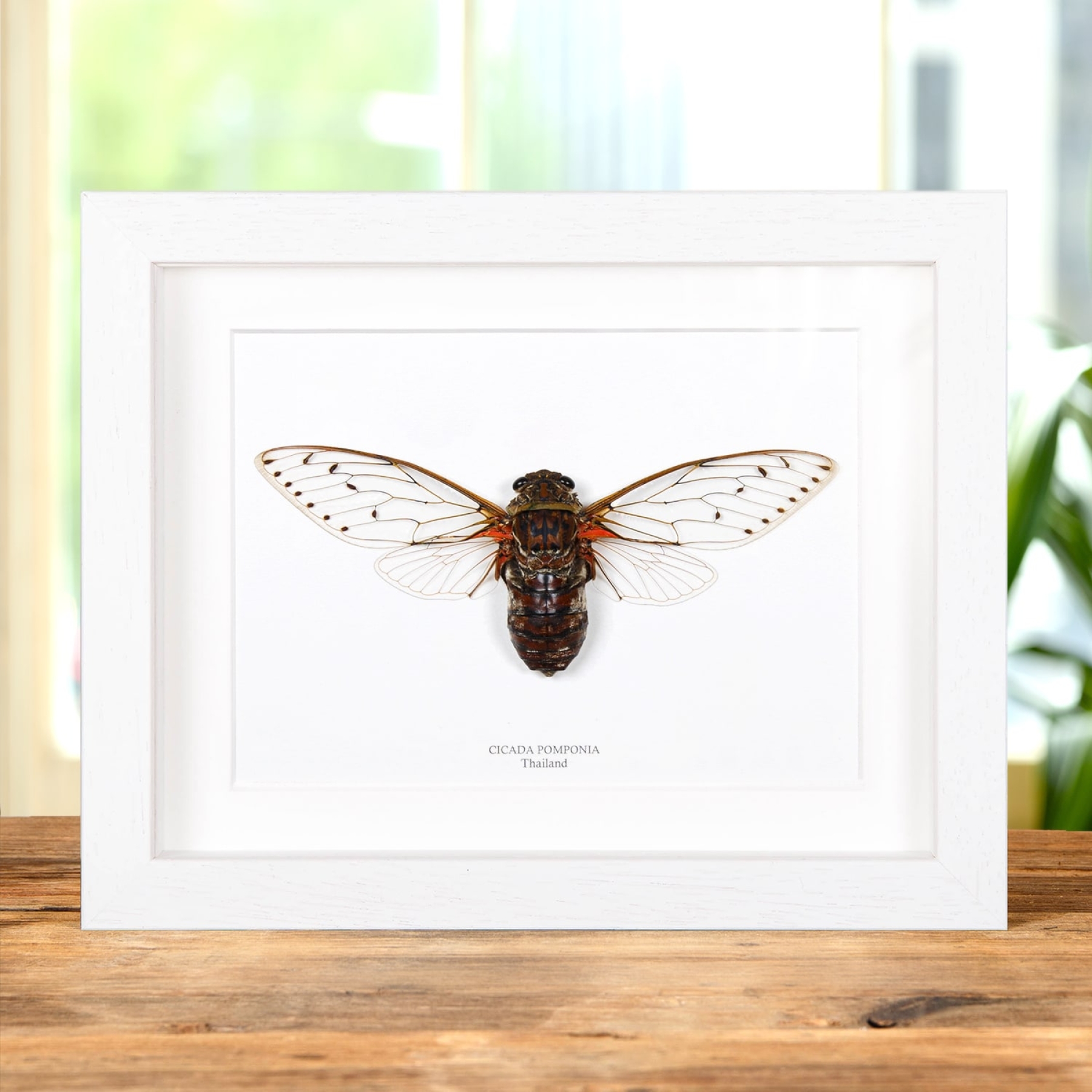 Cicada Pomponia In Box Frame from Thailand