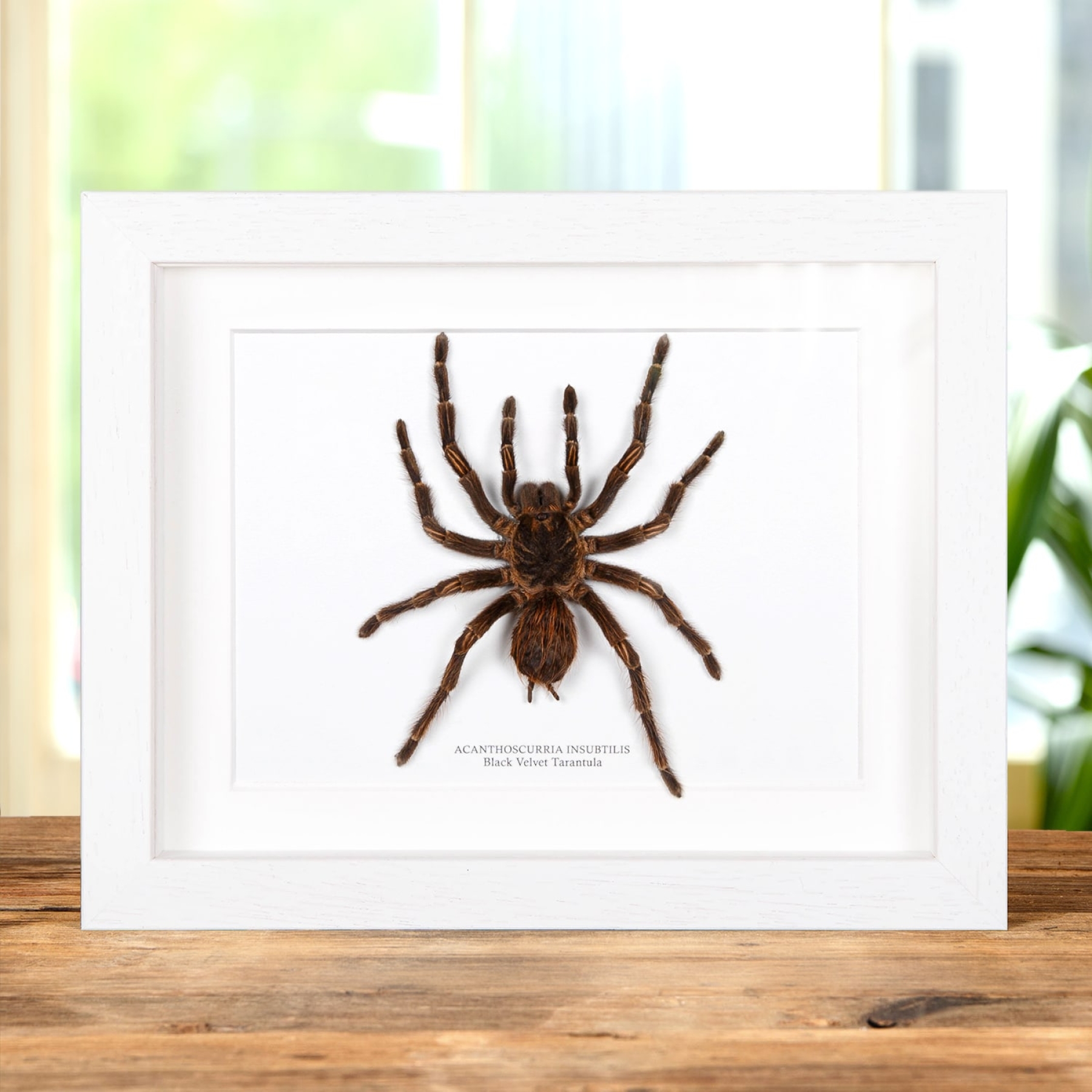 Minibeast Black Velvet Tarantula In Box Frame (Acanthoscurria insubtilis)