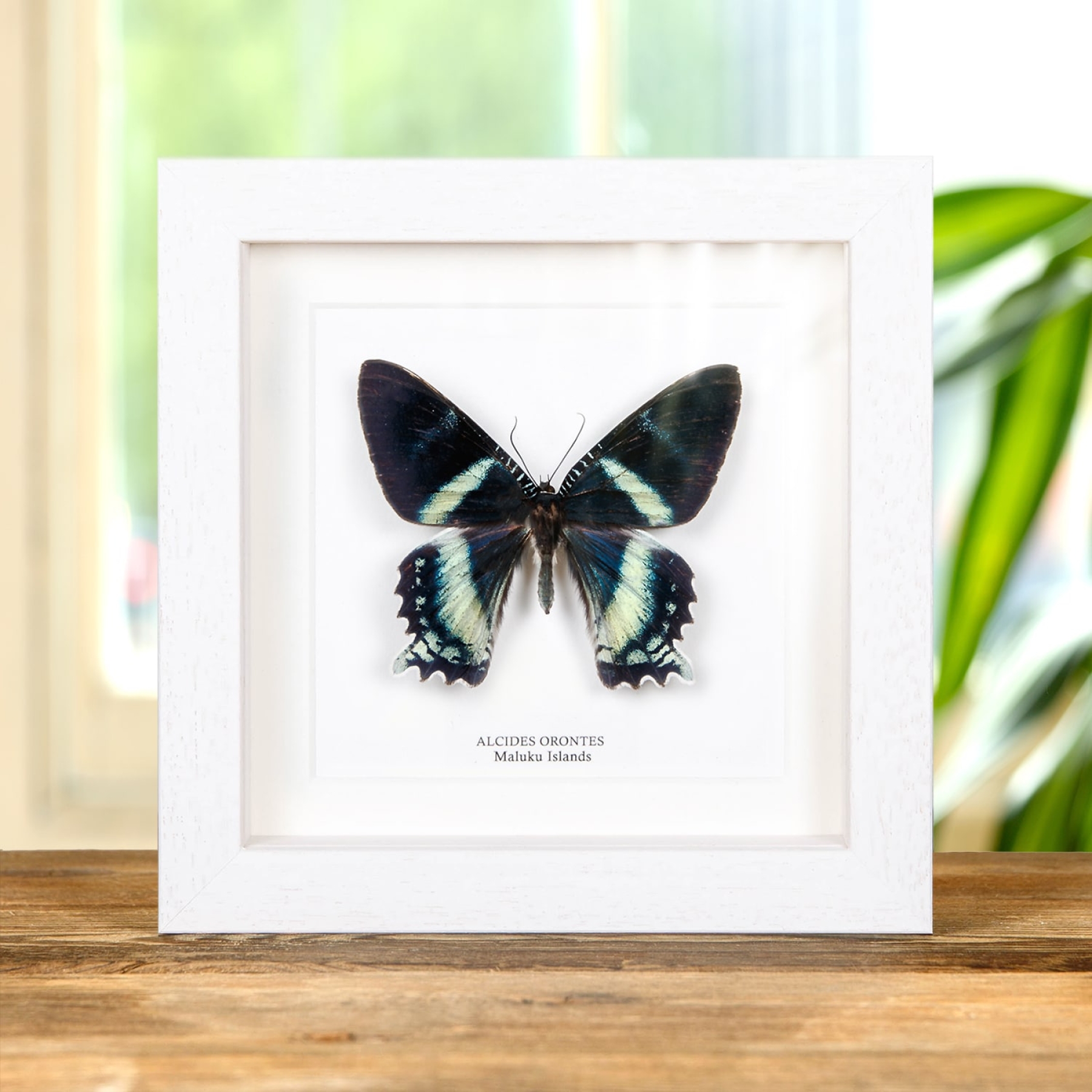 Alcides orontes Moth In Box Frame from Maluku islands