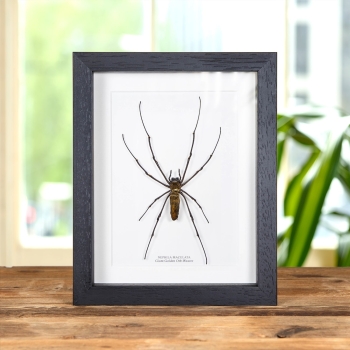 Giant Golden Orb-Weaver In Box Frame (Nephila maculata)