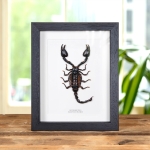 Minibeast Giant Forest Scorpion In Box Frame (Heterometrus)