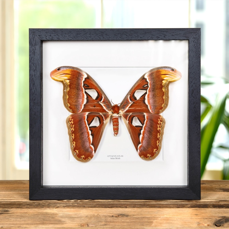 Female Atlas Moth In Box Frame (Attacus atlas) Female Atlas Moth In Box Frame (Attacus atlas)
