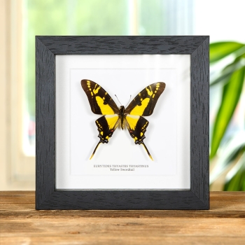 Yellow Swordtail Butterfly In Box Frame (Eurytides thyastes thyastinus)