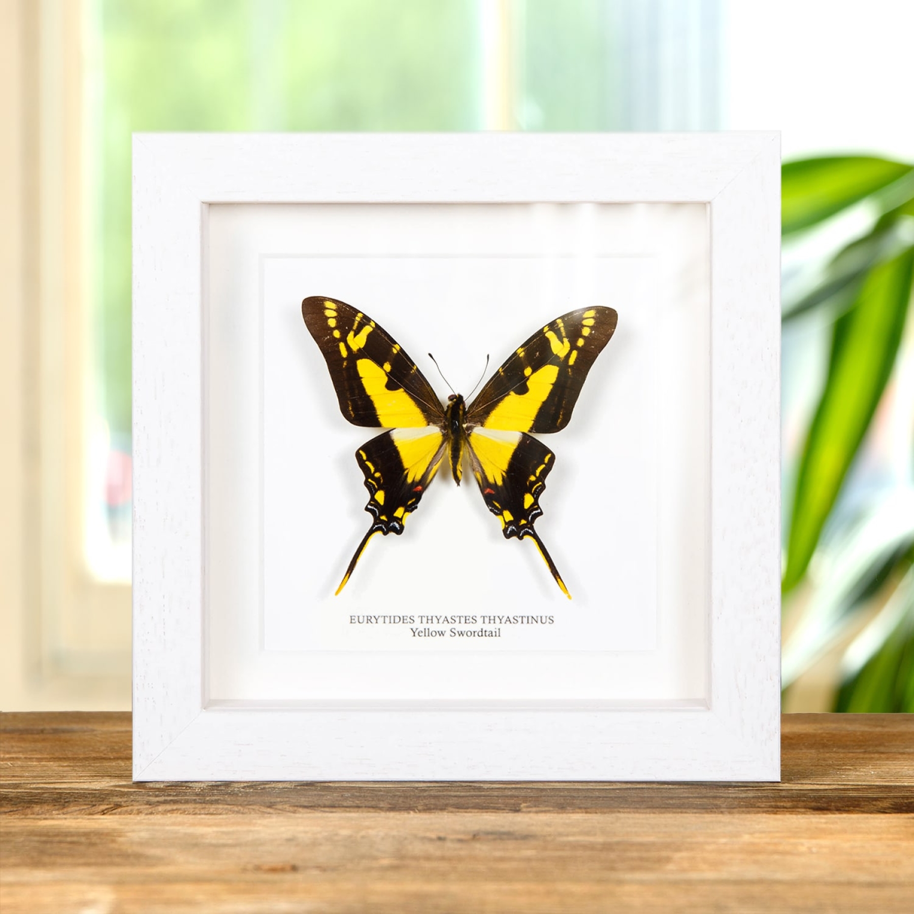 Yellow Swordtail Butterfly In Box Frame (Eurytides thyastes thyastinus)