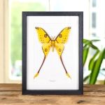 Minibeast Comet Moth In Box Frame (Argema mittrei)