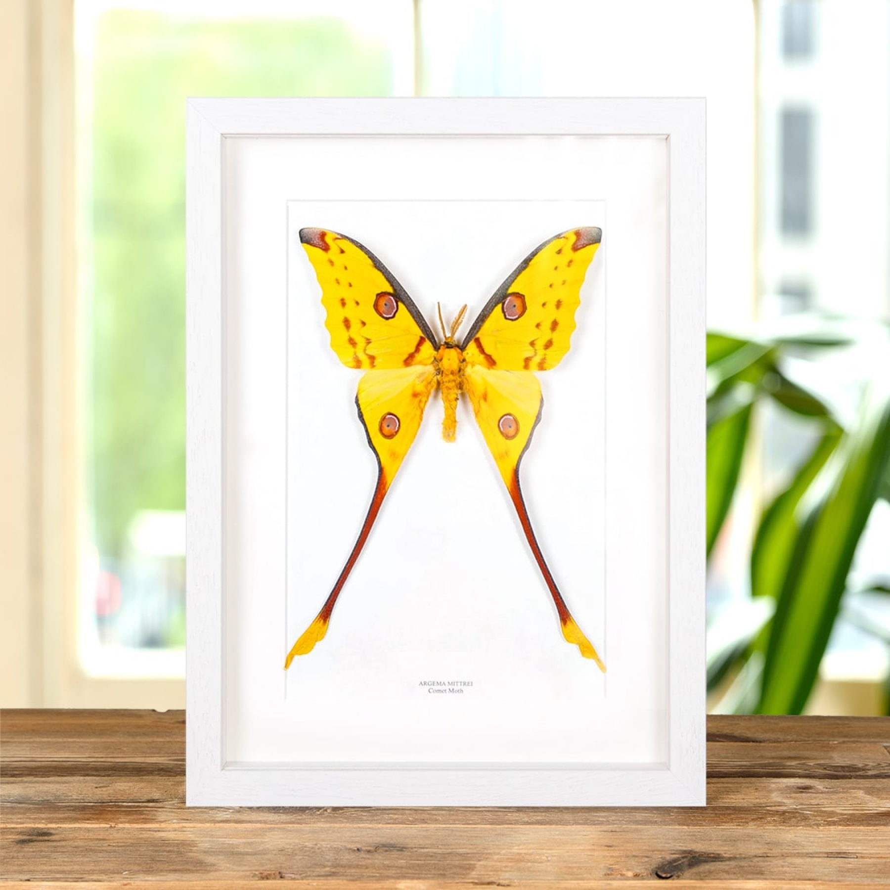 Comet Moth In Box Frame (Argema mittrei)