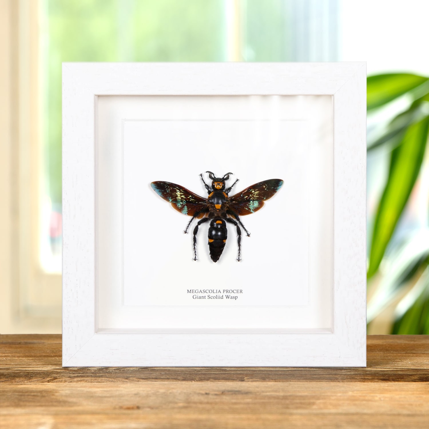 Giant Scoliid Wasp  In Box Frame (Megascolia procer)(XL)