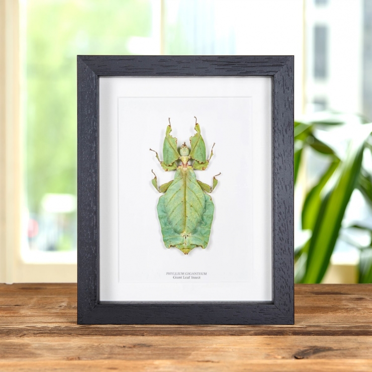 Giant Leaf Insect In Box Frame (Phyllium giganteum) Giant Leaf Insect In Box Frame (Phyllium giganteum)