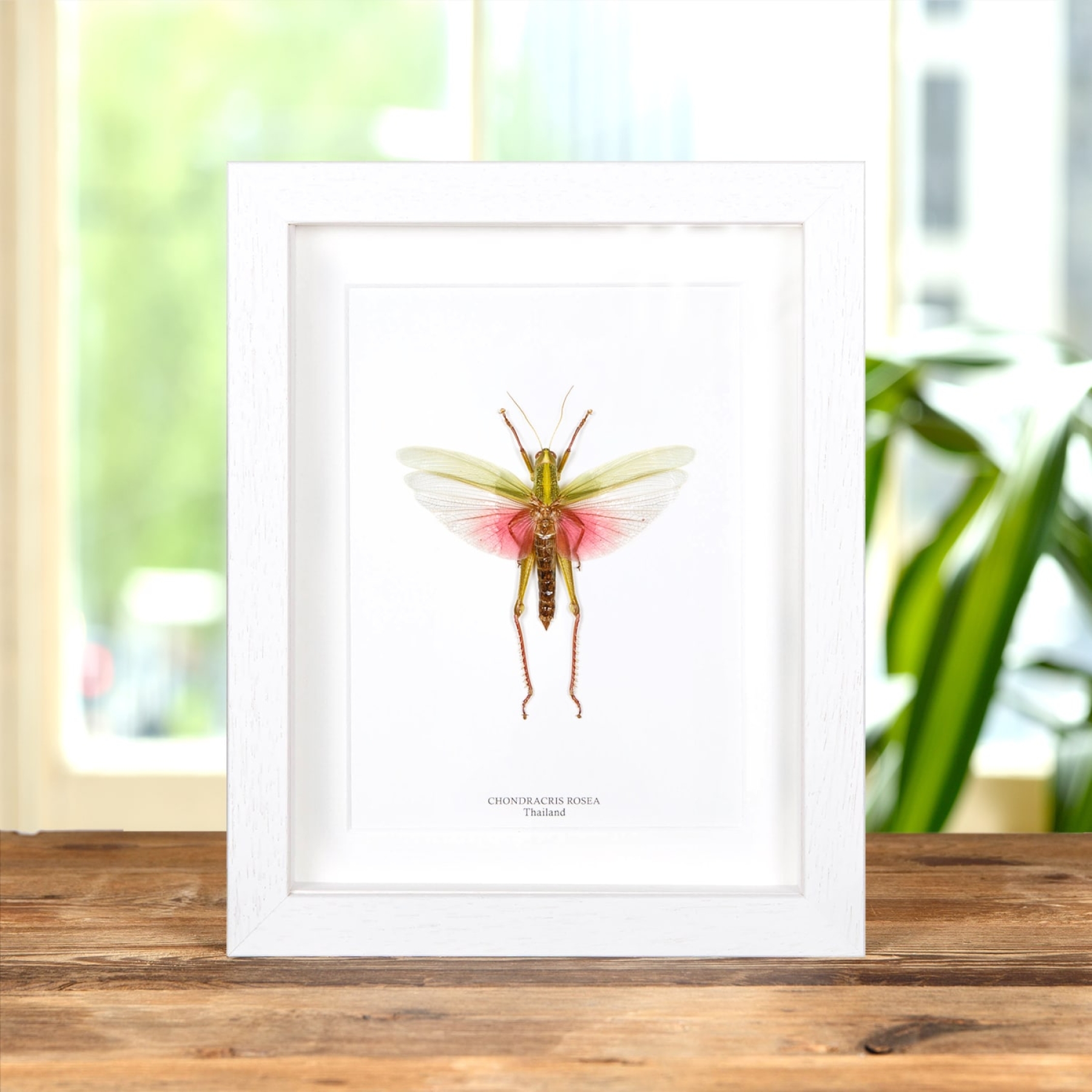 Chondracris rosea In Box Frame from Thailand Chondracris rosea In Box Frame from Thailand