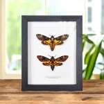 Minibeast Atropos vs. Lachesis Death's Head Hawk Moth Frame