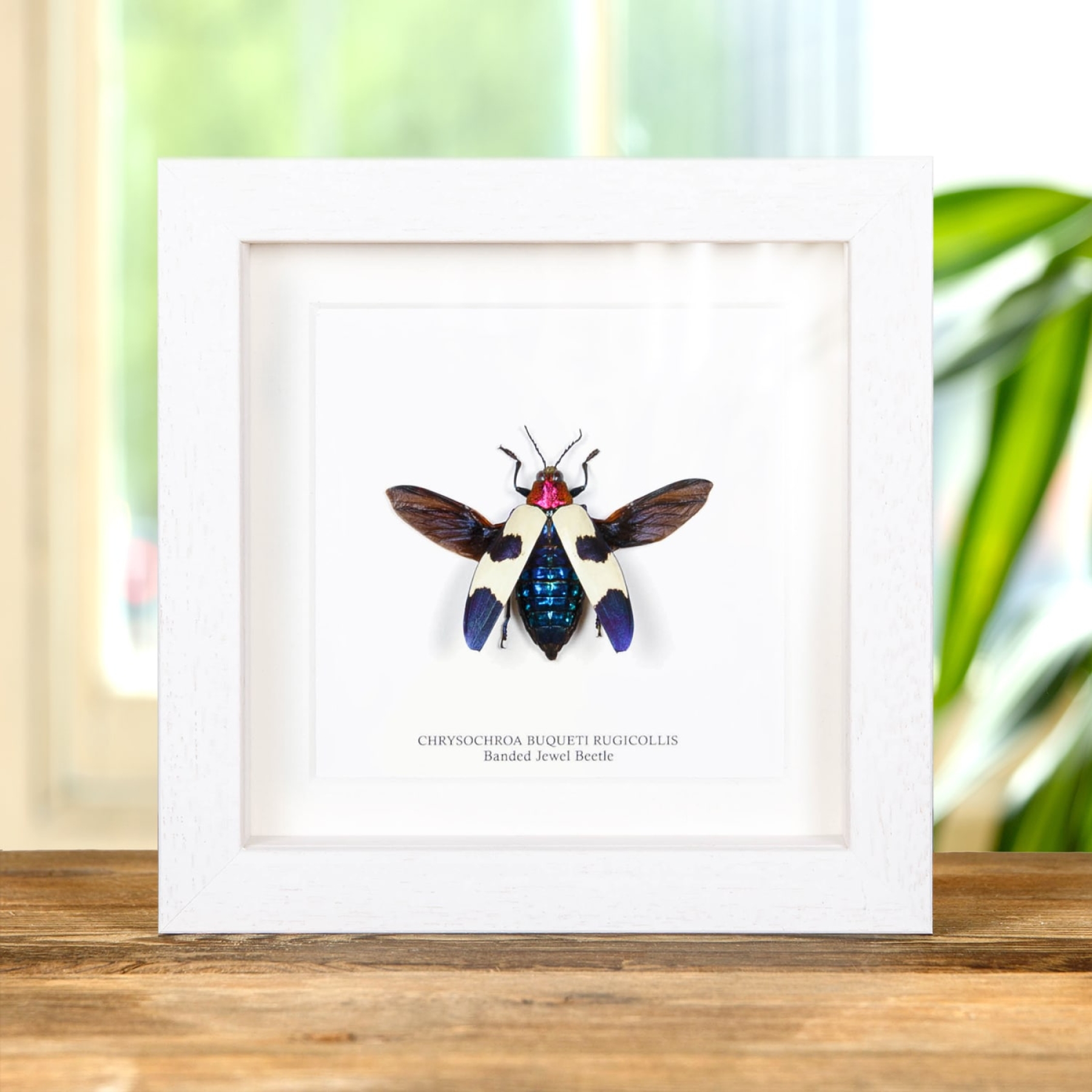 Banded Jewel Beetle In Box Frame (Chrysochroa buqueti rugicollis)