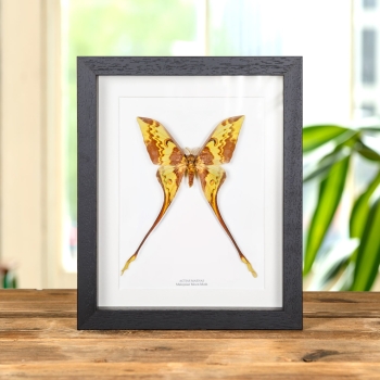 Malaysian Moon Moth In Box Frame (Actias maenas)