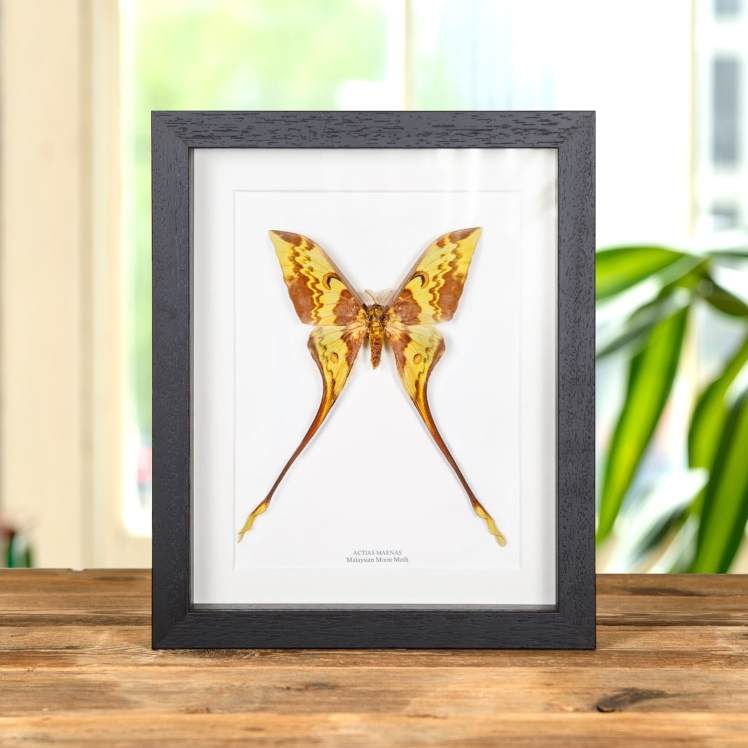 Malaysian Moon Moth In Box Frame (Actias maenas)