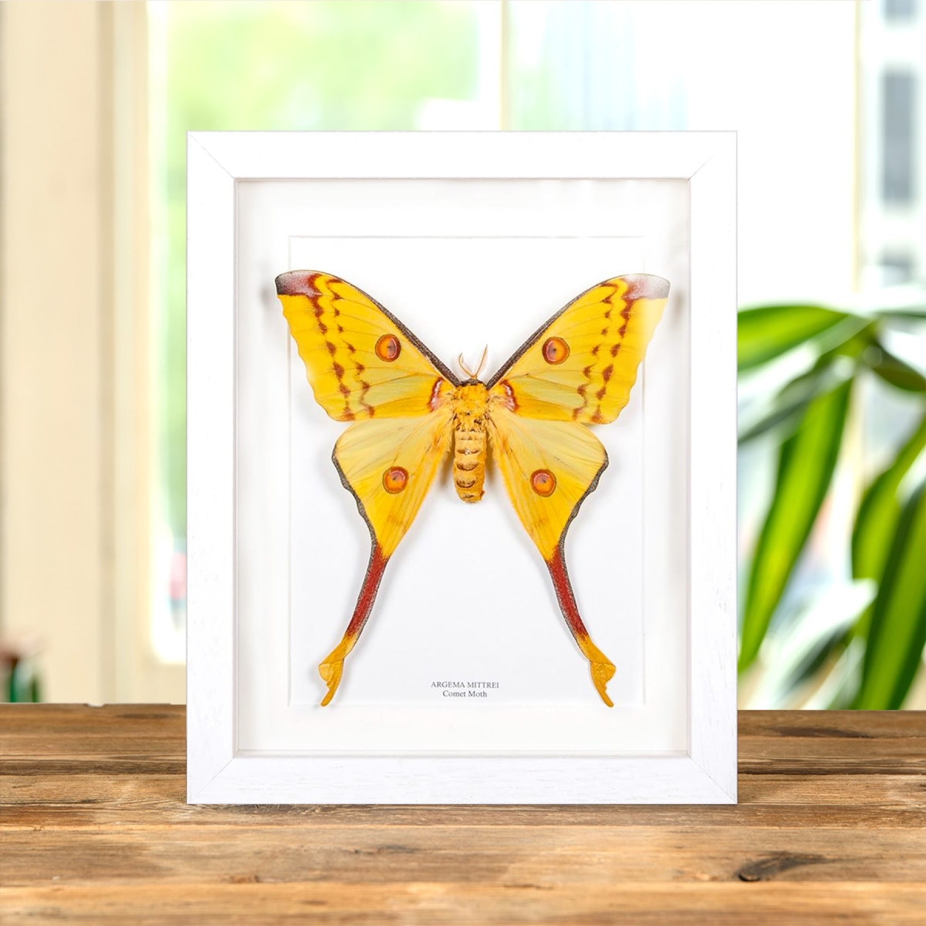 Female Comet Moth In Box Frame (Argema mittrei)